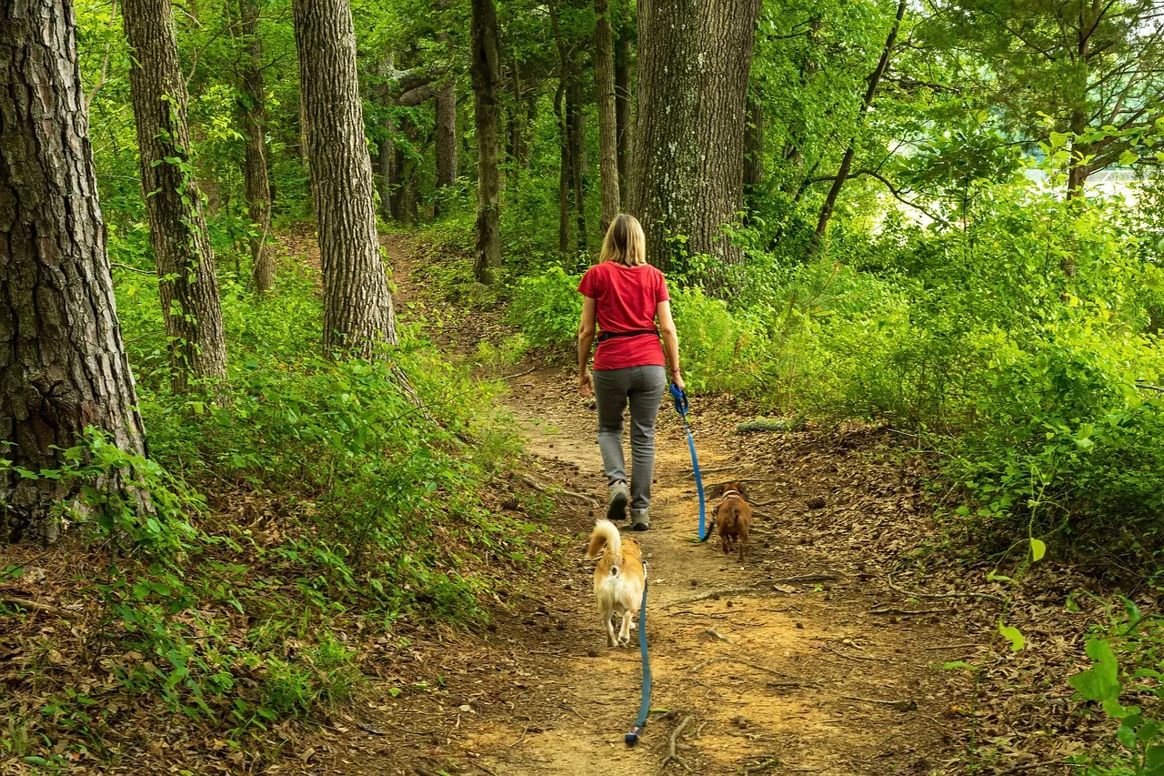 dog walker, woman walking, walking dogs, forest trail, blonde woman back, dog, woman, senior, walker, pet, walk, nature, person, female, lifestyle, animal, companion, train, owner, active, walkers. What to put in a pet sitting business package for owner-operators