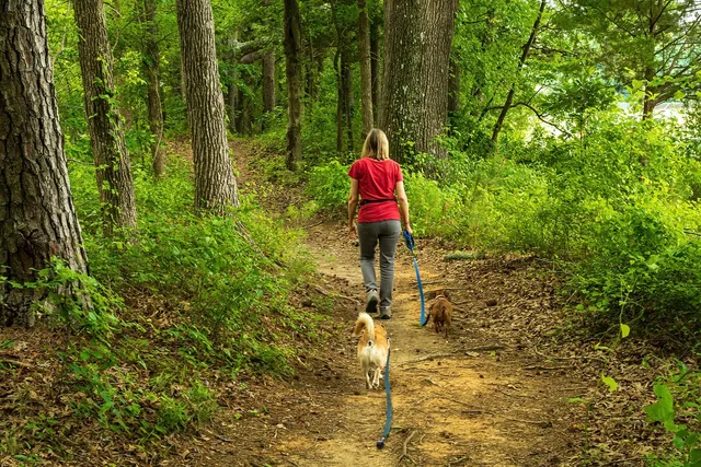 dog walker, woman walking, walking dogs, forest trail, blonde woman back, dog, woman, senior, walker, pet, walk, nature, person, female, lifestyle, animal, companion, train, owner, active, walkers. What to put in a pet sitting business package for owner-operators