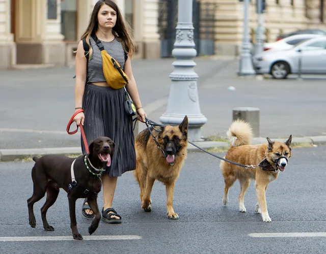 woman, dog walker, dogs, nature, pets, animals, canine, walking, street, urban, city. Pet Sitting Companies: Business Models to Study