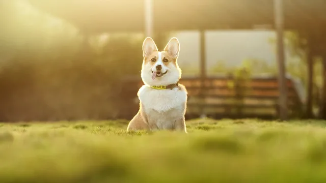 dog, corgi, pet, nature, cute, animal. Does PIPEDA apply to the client data a Canadian pet sitter keeps?