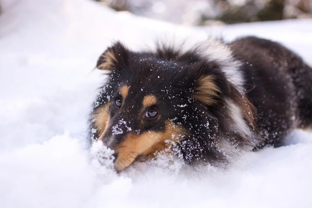 dog walk snow, shetland sheepdog, shetland sheepdog tricolour, nature, animal, dog, doggie, canine, adorable snow white, pet, cold winter, companion knitting shetland sheepdog. Dog walking in Canadian winters: temperature cutoffs, city rules, surcharges