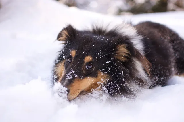 dog walk snow, shetland sheepdog, shetland sheepdog tricolour, nature, animal, dog, doggie, canine, adorable snow white, pet, cold winter, companion knitting shetland sheepdog. Dog walking in Canadian winters: temperature cutoffs, city rules, surcharges