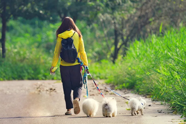 dog walker, dogs, pets, walking, woman, road, puppies, animals, nature, outdoors. Dog walking rates by US city vary more than you think