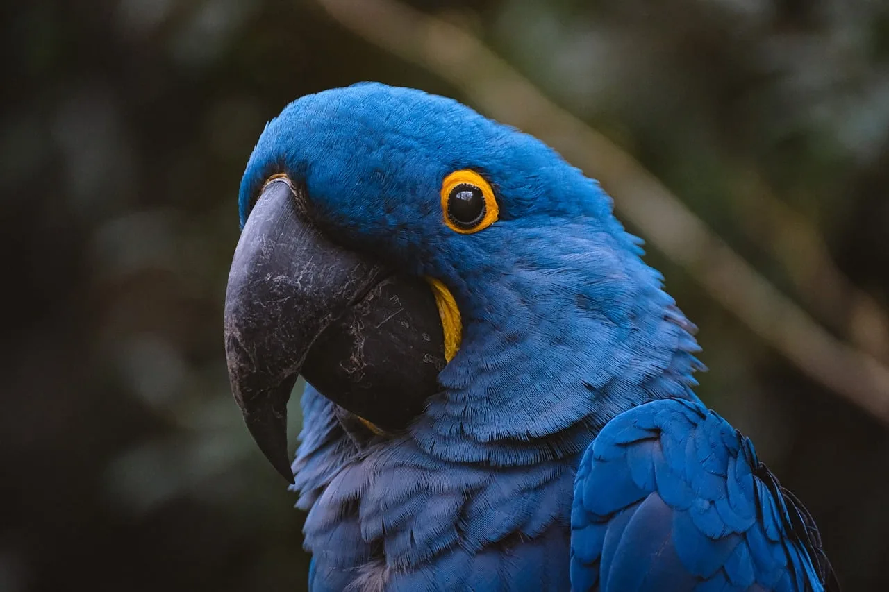 parrot, bird, macaw, nature, animal, wildlife, feathers. Exotic Pet Sitting Certifications and Permits in the US: What Owners Need