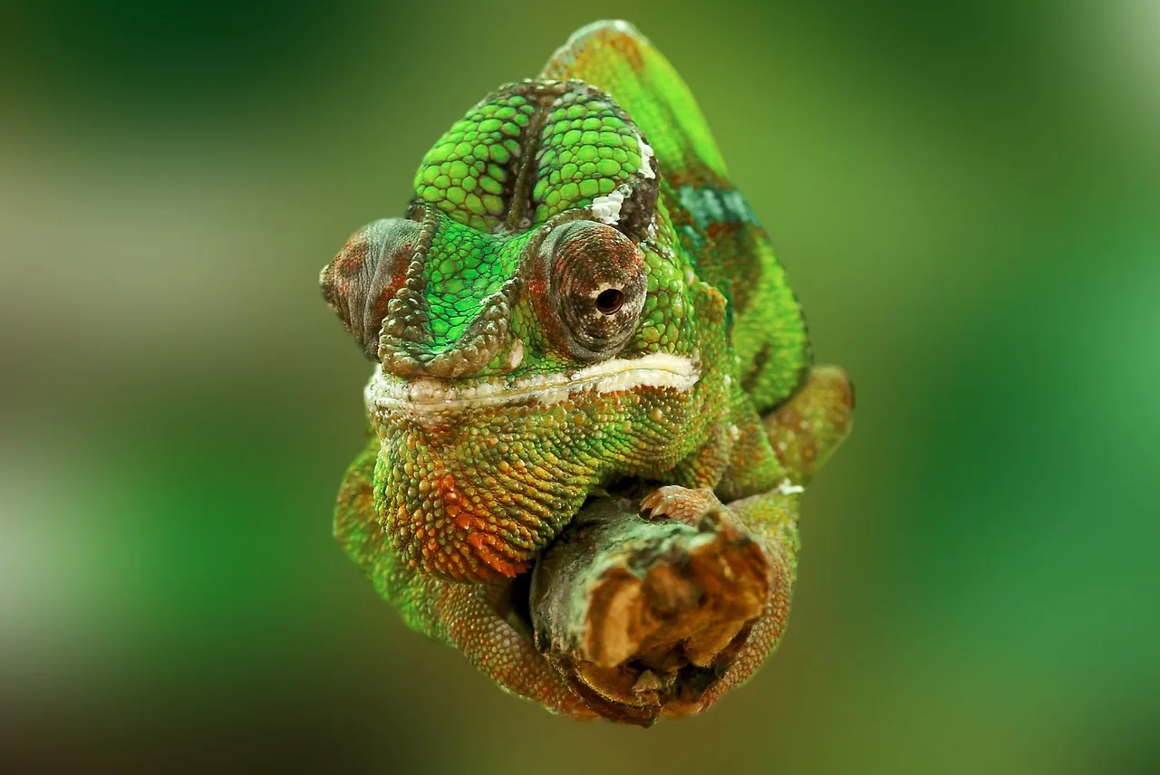 chameleon, reptile, lizard, green, animal, insect eater, chamaeleonidae, chamaeleo chamaeleon, close up, head, terrarium, nature, animal world. Why exotic pet sitting insurance excludes reptiles and birds