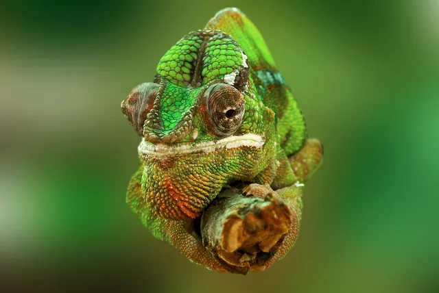 chameleon, reptile, lizard, green, animal, insect eater, chamaeleonidae, chamaeleo chamaeleon, close up, head, terrarium, nature, animal world. Why exotic pet sitting insurance excludes reptiles and birds