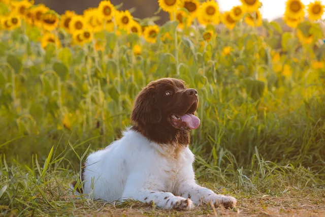 dog, puppy, canine, pet, nature, animal, cute, portrait, sunset, sunflowers, purebred, field, sitting, outdoors, mammal, domestic. GST and HST for Canadian pet sitting businesses, explained with CRA rules