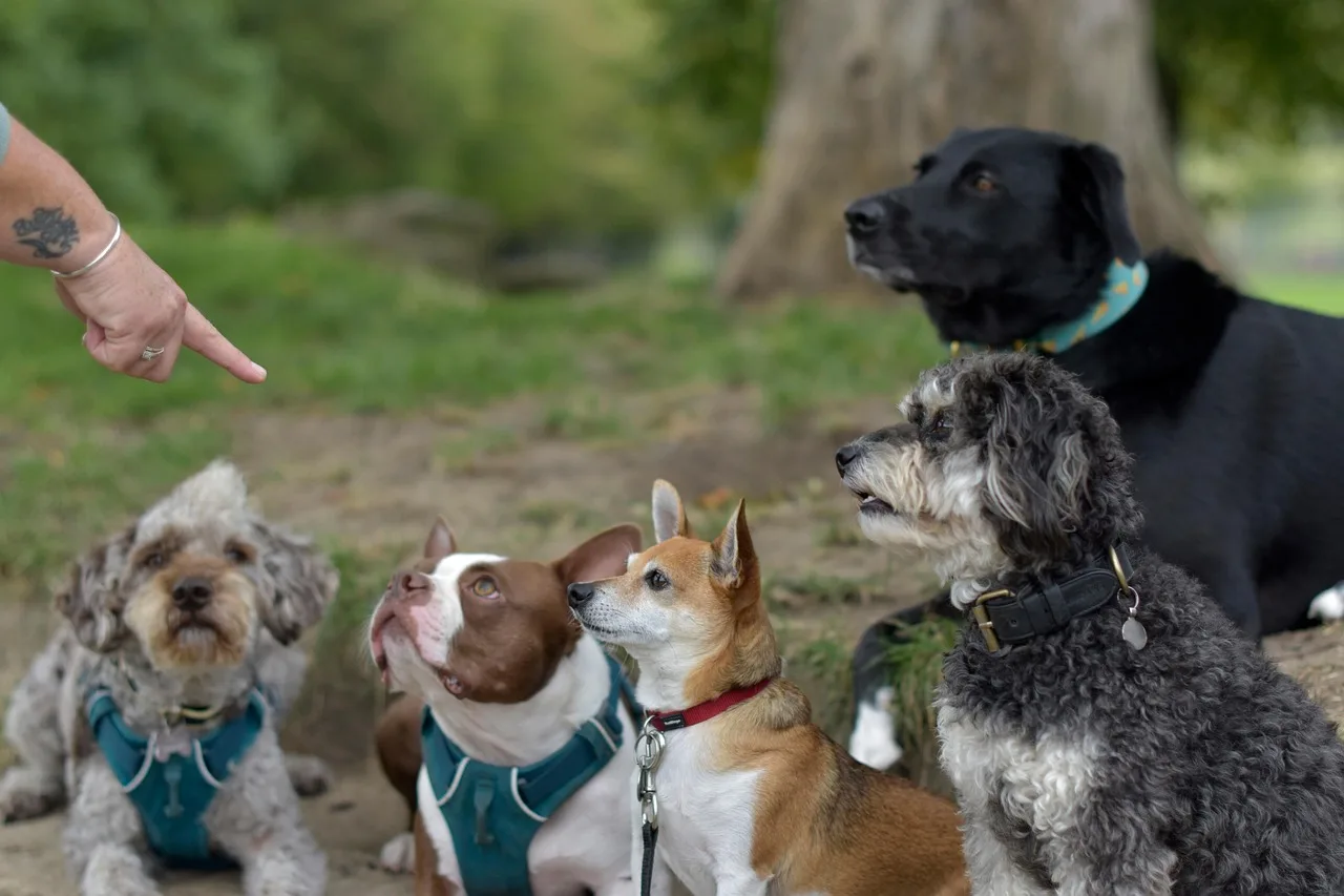 dog walking, dog walker, dog training, obedience, dog trainer, pack of dogs, group walk, sitting, listening, dog treats, rewards, cute dogs, boston terrier, pet sitter, day care, pet care, nature, animals, pets, canine, puppies. 3 ways Halifax and Saskatoon pet sitters build a client base without ads