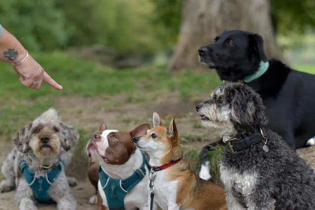 dog walking, dog walker, dog training, obedience, dog trainer, pack of dogs, group walk, sitting, listening, dog treats, rewards, cute dogs, boston terrier, pet sitter, day care, pet care, nature, animals, pets, canine, puppies. 3 ways Halifax and Saskatoon pet sitters build a client base without ads