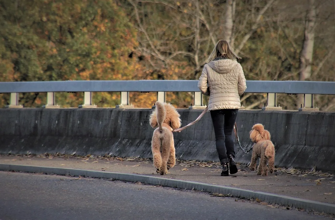 dog, large poodle, the person, walk, owner, leash, friendship, road, pet, dog walk, purebred dogs, walking, autumn, domestic dogs, purebred dog, on a leash, animal, the side of the road. Service standards in a pet sitting business, and how to verify them
