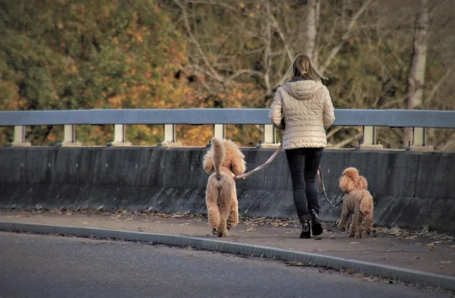 dog, large poodle, the person, walk, owner, leash, friendship, road, pet, dog walk, purebred dogs, walking, autumn, domestic dogs, purebred dog, on a leash, animal, the side of the road. Service standards in a pet sitting business, and how to verify them