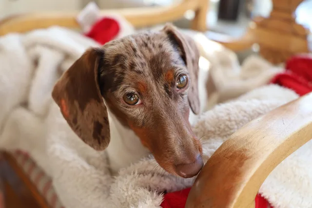 cute, dog, domestic, animals, pet, nature, portrait, small, no person, animal, mammal, sitter, indoor, delightful, dachshun. Earning pet sitting referrals the reliable way