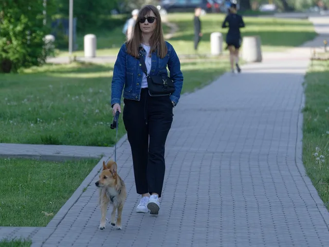 woman, dog, walking, pet, animal, sunglasses, leash, together, pavement, urban, path, outdoors. Hiring for a pet sitting business: finding people who show up
