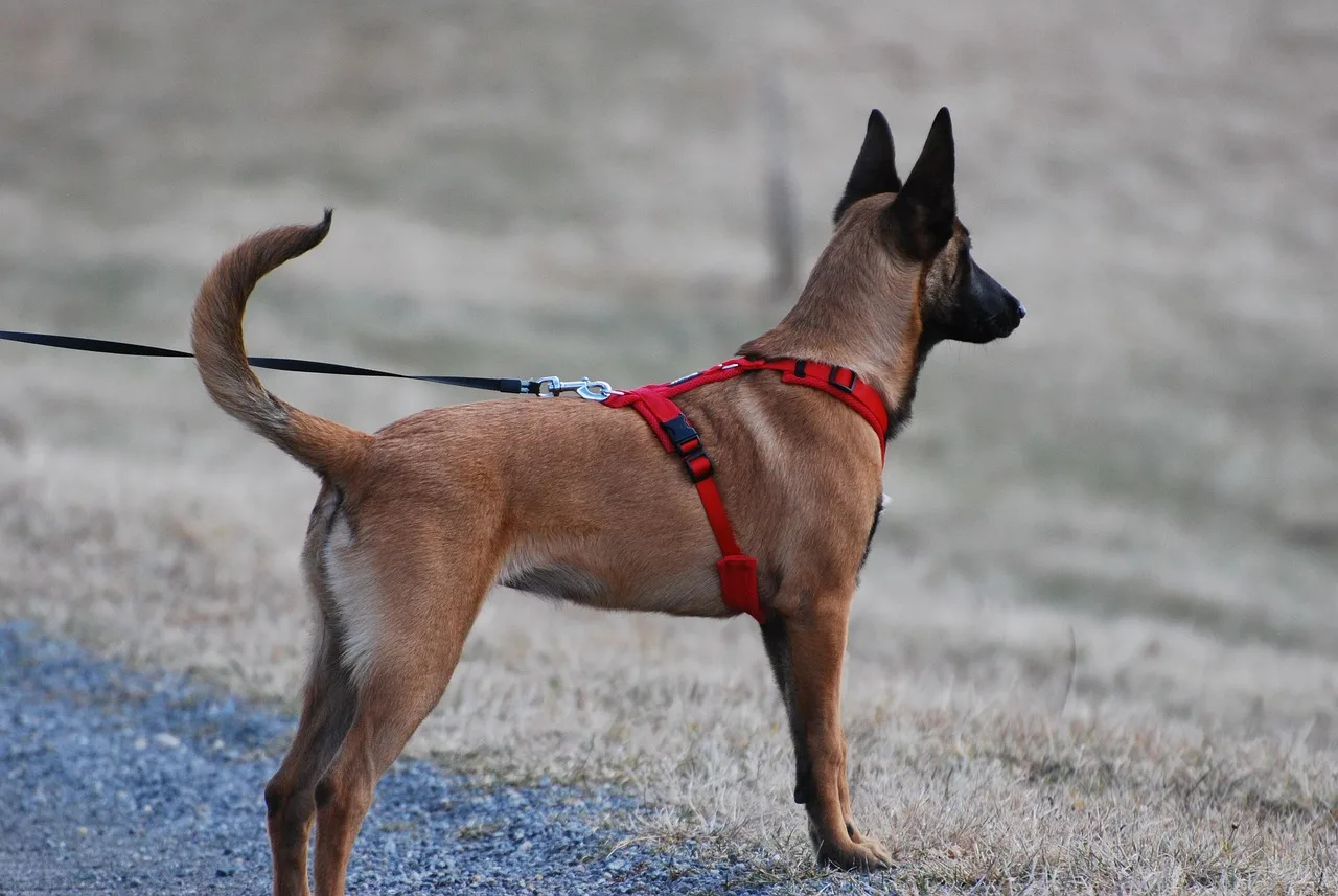 dogs, dog walking, nature, pet, leash, dog harness, harness, canine, mammal, animal. How to bundle pet sitting services for a small operation