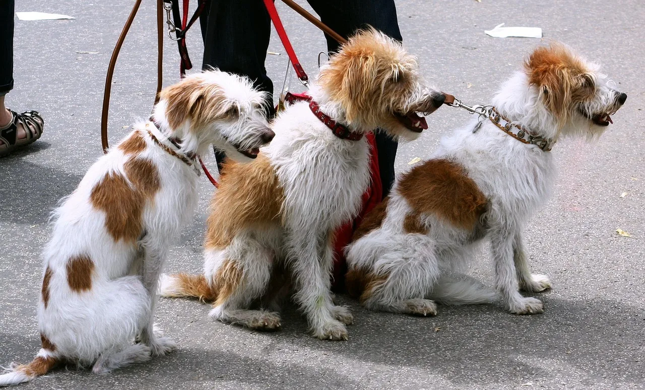 dogs, canines, pets, leash, leashed, led, dog-walker, nature, outside, street, cute, gray dog, gray street, dogs, leash, leash, leash, leash, leash. Pet sitting rates that pay the bills and then some without the jargon