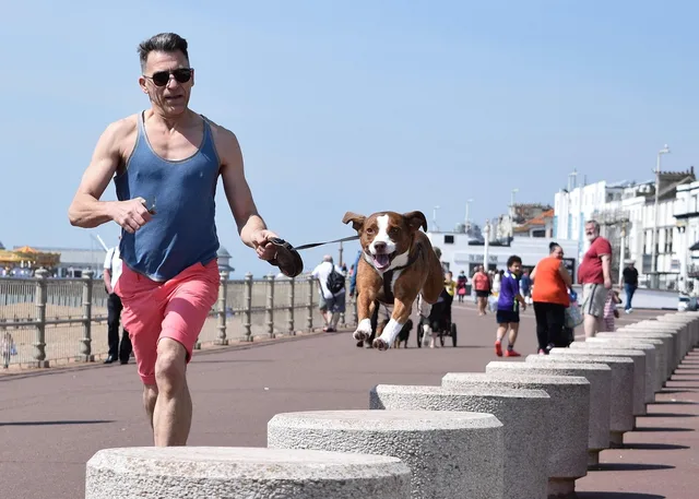 dog, hastings, animal, beach, nature, running, coast, summer, dog walker, pet, run, seaside. How a pet sitting business plans its jobs