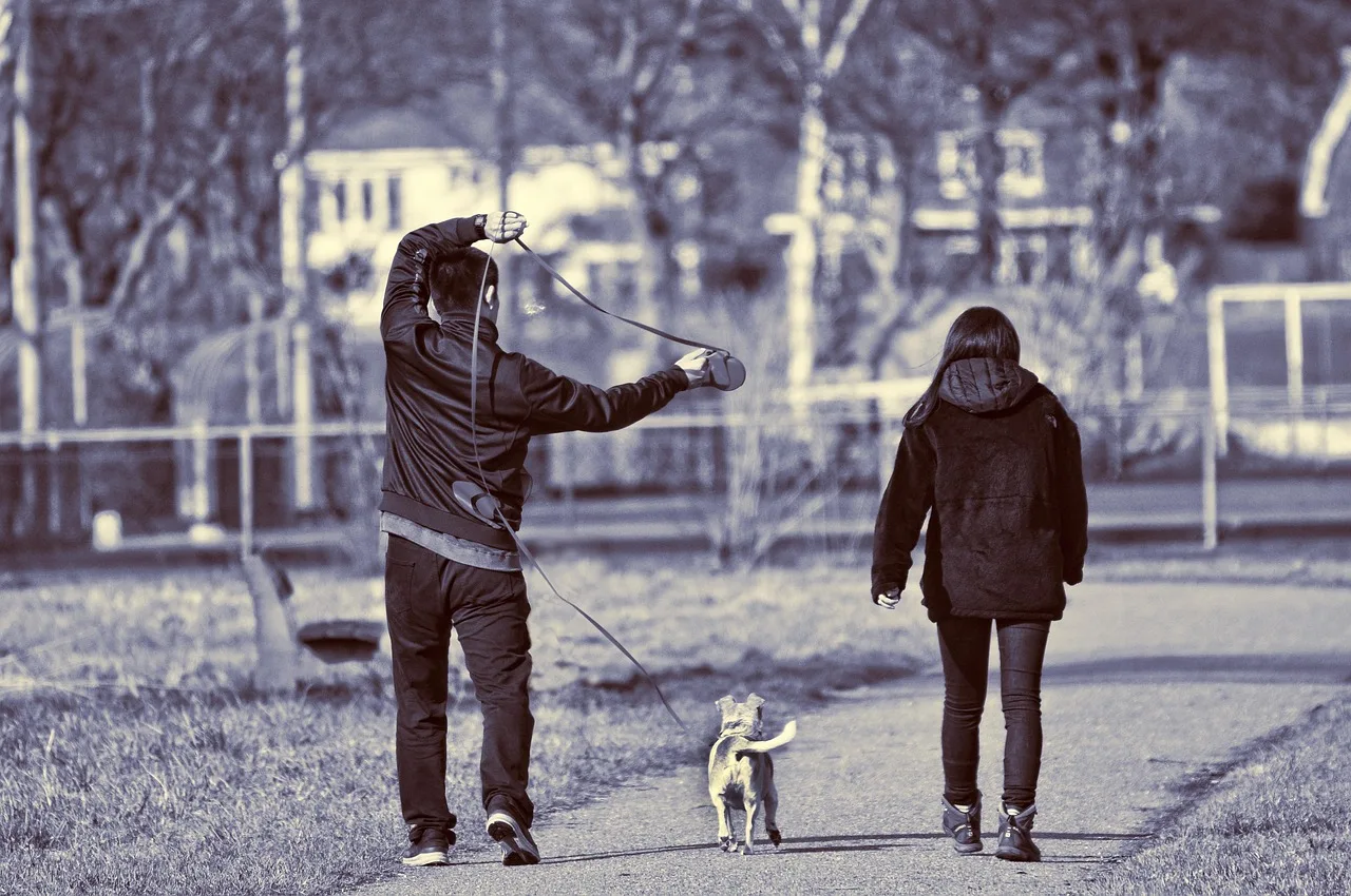 man, pet, woman, persons, people, dog, canine, walking, together, animal, leash, dog leash, walking the dog, untangling, footpath, road. How to start a pet sitting business without the guesswork