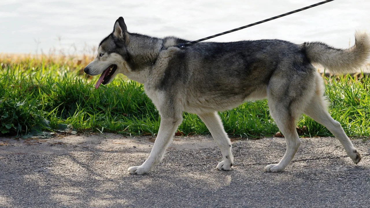 husky, dog, pet, walking, leash, siberian husky, animal, domestic, canine, mammal, cute, stroll, nature, path, park, outdoors. How to grow a pet sitting business customer base in 2027