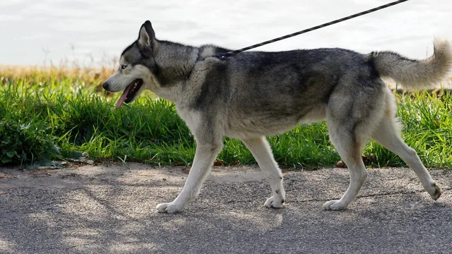 husky, dog, pet, walking, leash, siberian husky, animal, domestic, canine, mammal, cute, stroll, nature, path, park, outdoors. How to grow a pet sitting business customer base in 2027