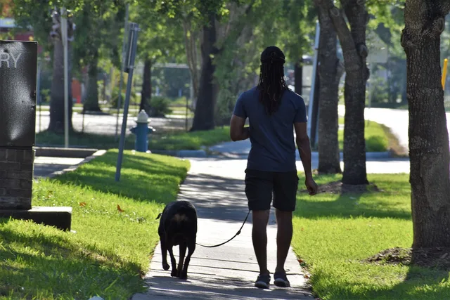 dog, dog walking, male, nature, african american, dog lover, rottweiler, pure breed, sidewalk, houston texas, trees, pets, peaceful, love, best friends, fathers day, harmony, lifestyle, man, tshirt, happy, leash, walk, animal, pet, puppy, cute. 5 things to check in profitable pet sitting services