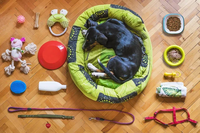 dog, pet, dog bed, dog toy, dog food, dog leash, dog collar, dog shampoo, dog ball, dog bone, dog gear, dog bed, dog bed, dog bed, dog bed, dog bed, dog collar, dog shampoo. How to decide between new and used pet sitting equipment for first-year owners