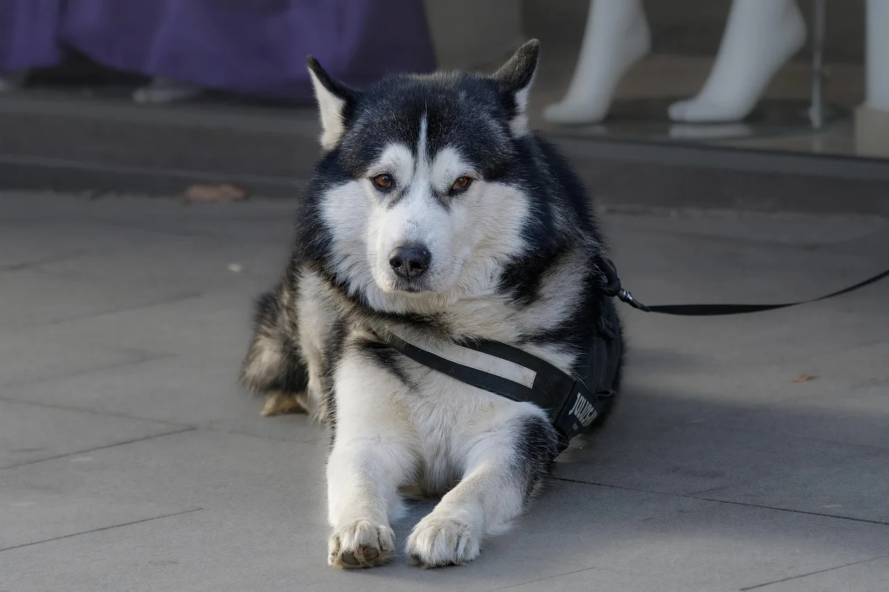 dog, canine, husky, pet, animal, leash, sitting, nature, pavement, sidewalk. Ontario pet sitting contracts and the Consumer Protection Act rules