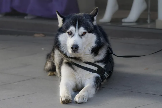 dog, canine, husky, pet, animal, leash, sitting, nature, pavement, sidewalk. Ontario pet sitting contracts and the Consumer Protection Act rules