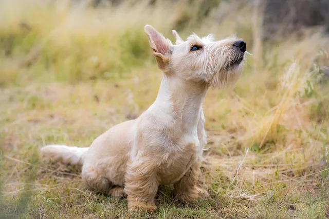 dog, pet, scottish terrier, canine, animal, fur, ears, snout, meadow, nature, mammal, dog portrait, animal world. Overnight pet sitting vs boarding: which earns more per night