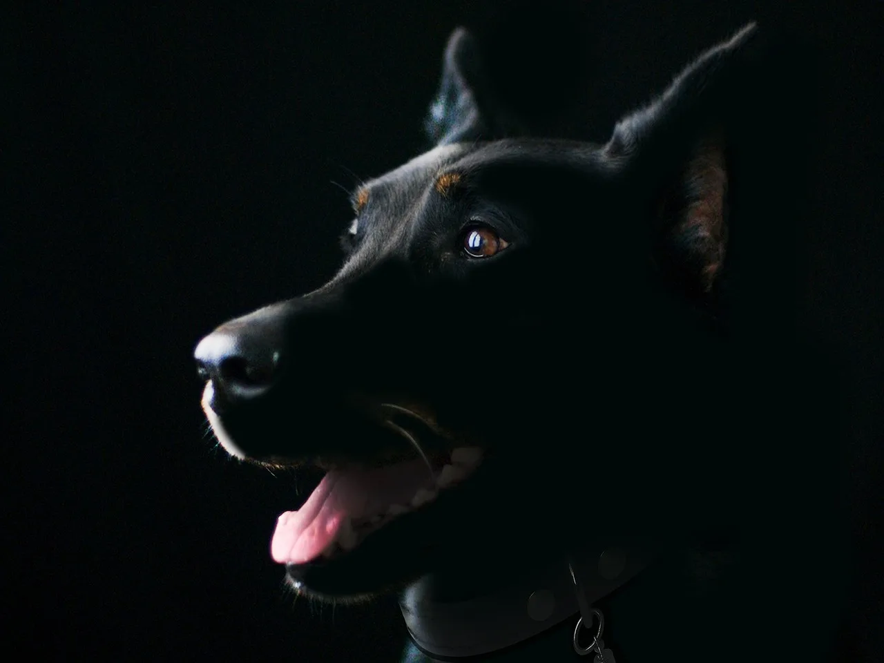 dog, nature, pet, animal, black dog, mammal, canine, adorable dog, cute dog, animal portrait. Keeping the books in a pet sitting business: what to record and when