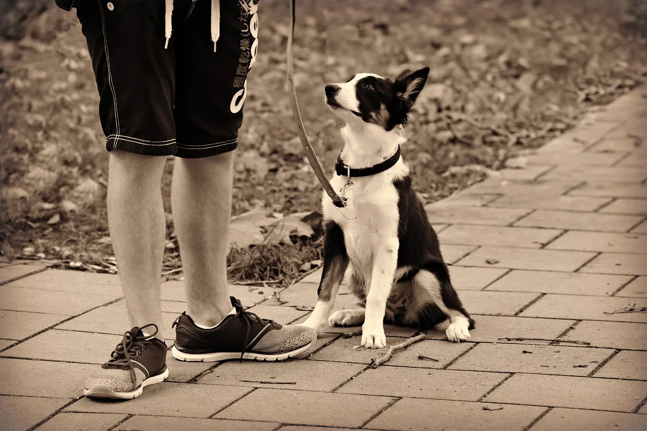 dog, animal, pet, man, person, leg, feet, sitting, standing, street, nature, expectation, anticipation, walking the dog, friendship, brown dog, brown walking, brown street, brown pets, brown friendship. Pet sitting business plan: four decisions to write down