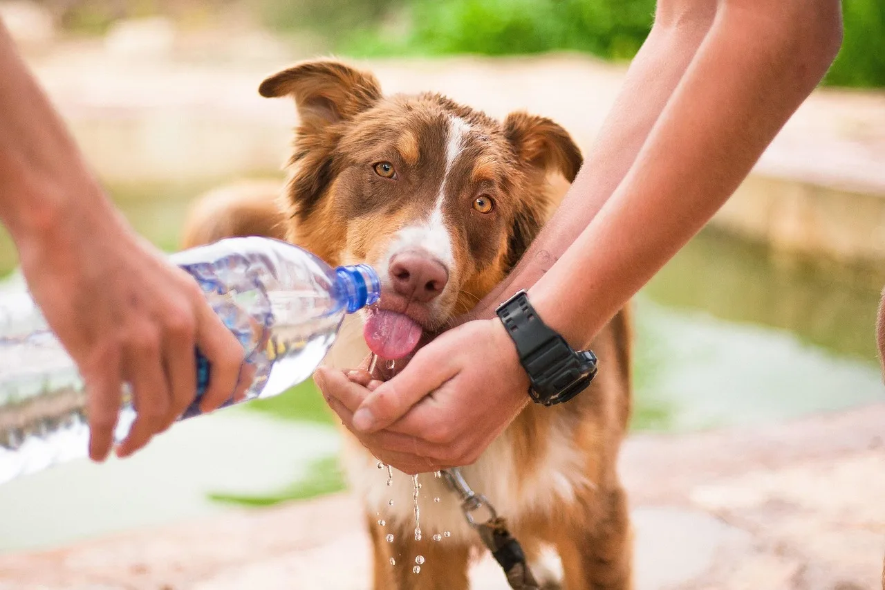 dog, helping dog, thirsty dog, animal, help, pet, domestic, friendship, person, care, puppy, cute, canine, assistance, rescue, female, woman, hand, eye, support, professional, sight, guide, assisting, helper, human, nature, lead, safety, helping, water, labrador, work, aid, city, worker, man, young, skills, see, handler, leash, retriever, male. Pet sitting expansion, tested against experience