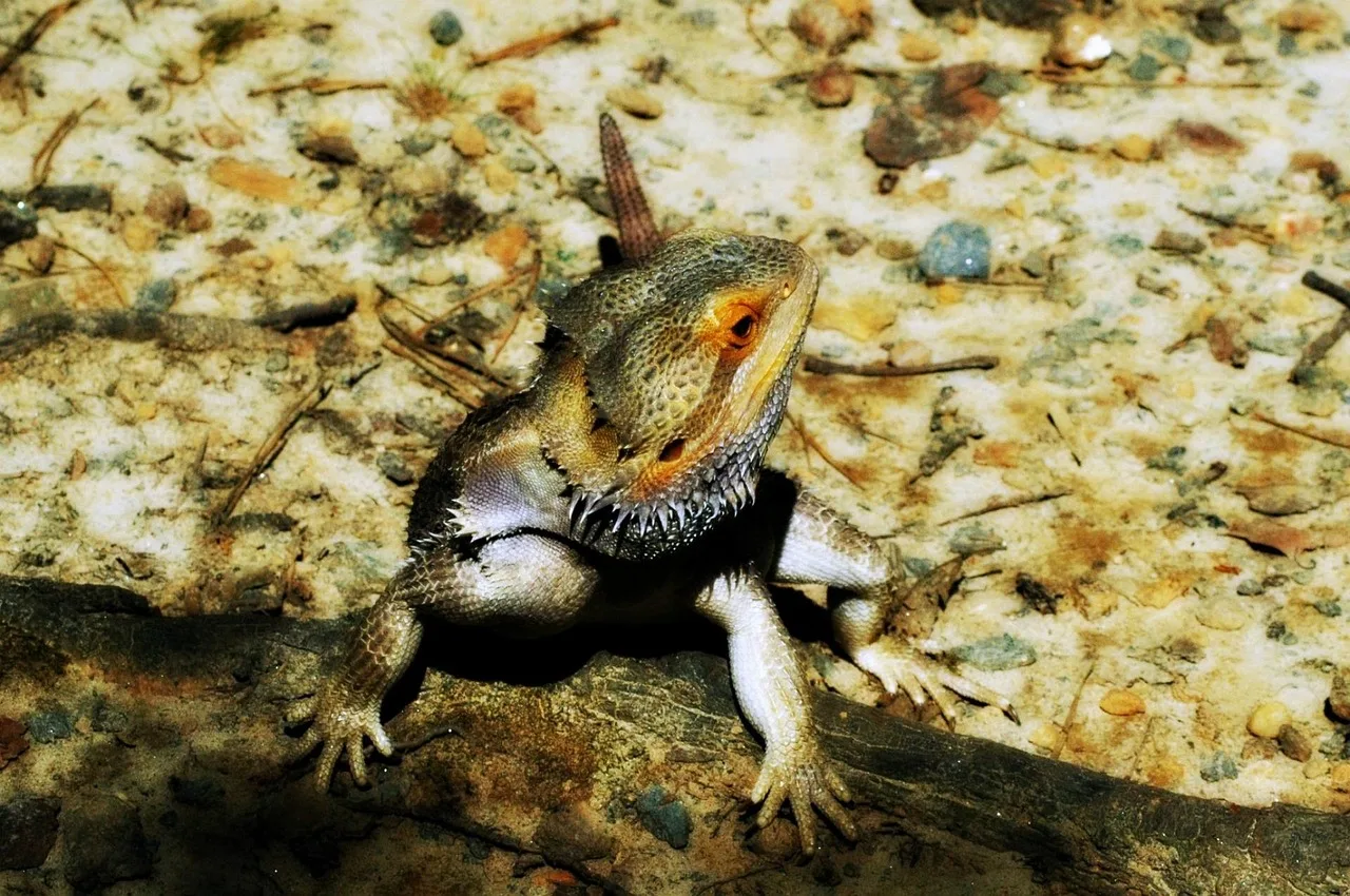 bearded dragon, izard, nature, reptile, animal. How to price pet sitting for exotic pets without losing money