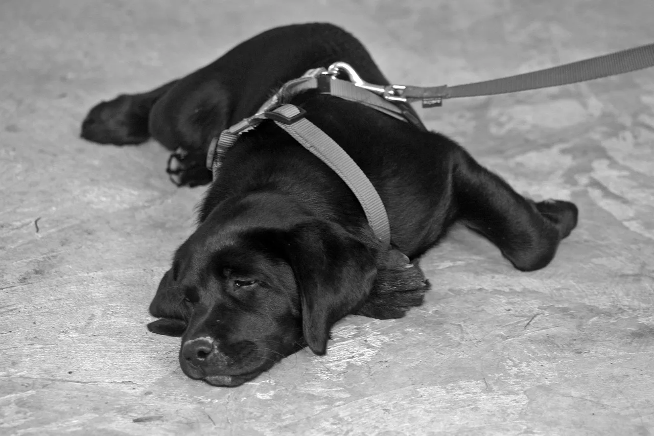 labrador, dog leash, on leash, puppy, animal, pet, dog, cute, lying, loyal to, weary, domestic animal, black and white photograph. 5 parts of pet sitting hiring and training, explained