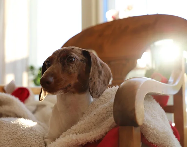 dog, cute, nature, domestic, pet, puppy, dachshund, animals, ung, animal, mammal, sitter, delightful, portrait, small, no person, indoor, love. Running a pet sitting business by the rules: licences and compliance