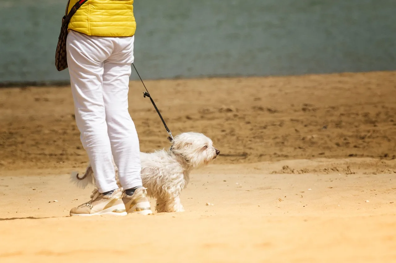 dog, walk, sea, nature, animal, pet, beach, sand, leash, outdoors, friend. 4 things about pet sitting marketing worth your time