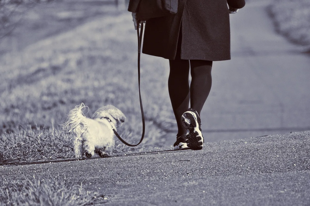woman, walking, dog, leash, leg, foot, shoe, pet, active, motion, movement, road, outdoors, animal, little dog, little white dog, woman walking dog, gray dog, gray road, gray walking, gray shoes. Operations in a pet sitting business, explained
