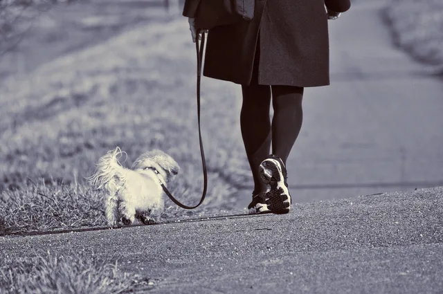 woman, walking, dog, leash, leg, foot, shoe, pet, active, motion, movement, road, outdoors, animal, little dog, little white dog, woman walking dog, gray dog, gray road, gray walking, gray shoes. Operations in a pet sitting business, explained