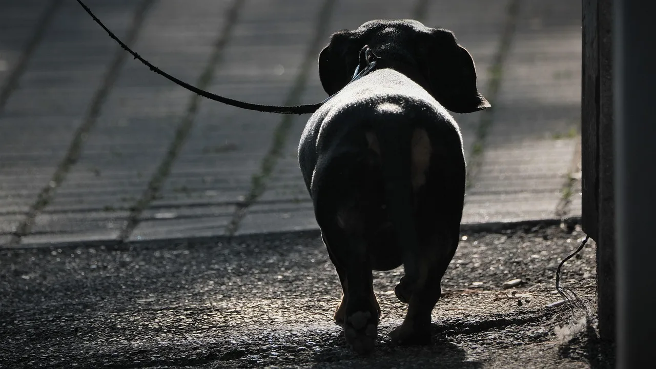 dog, puppy, walk, leash, outdoors, animal, black and white, canine, pet. Pet Sitting Employee Pay: A Visit-Cost Formula
