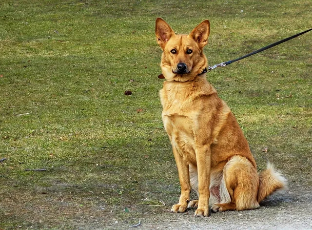 dog, animal, mammal, nature, canine, pet, domestic, sitting, outdoor, leash, grass. Pet sitting unit economics for owners without the jargon