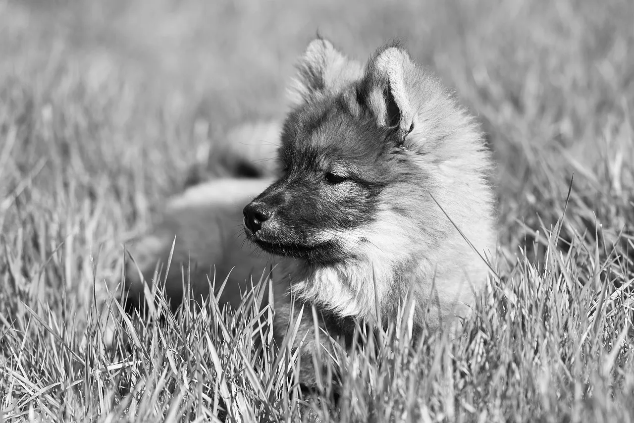 eurasier, puppy, grass, pet, dog, animal, nature, canine, monochrome, black and white. Sample pet sitting quotes and the template behind them for new owners