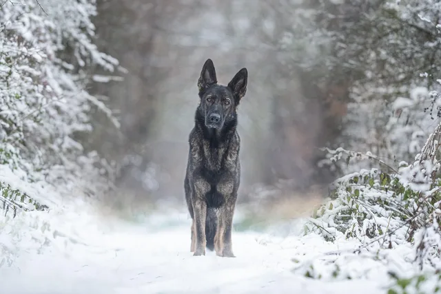 dog, pet, animal, german shepherd dog, canine, nature, snow, winter. Pricing pet sitting across Canada, with winter surcharges by region