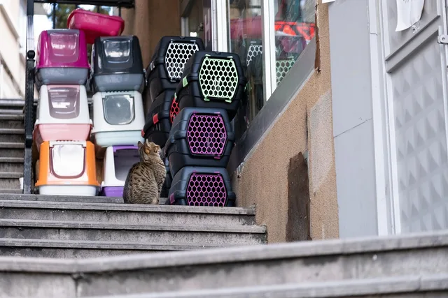cat box, transporter, animal, pet, cat, home, pet shop. Daily operating checklist for a pet sitting business