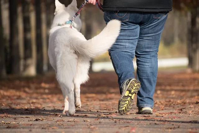 dog, owner, pet, person, canine, walk, walking, strolling, companion, leash, friendship, together, dog walking, animal, mammal, white dog, park, fallen leaves, nature, human. Pet sitting startup capacity: how many stops a week holds