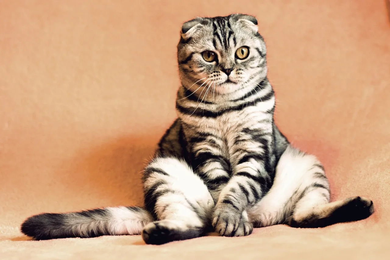 cat, kitten, pets, animals, housecat, pet, feline, sitting, nature, funny, cute, animal, adorable. Funding a new pet sitting business: costs first, then the options