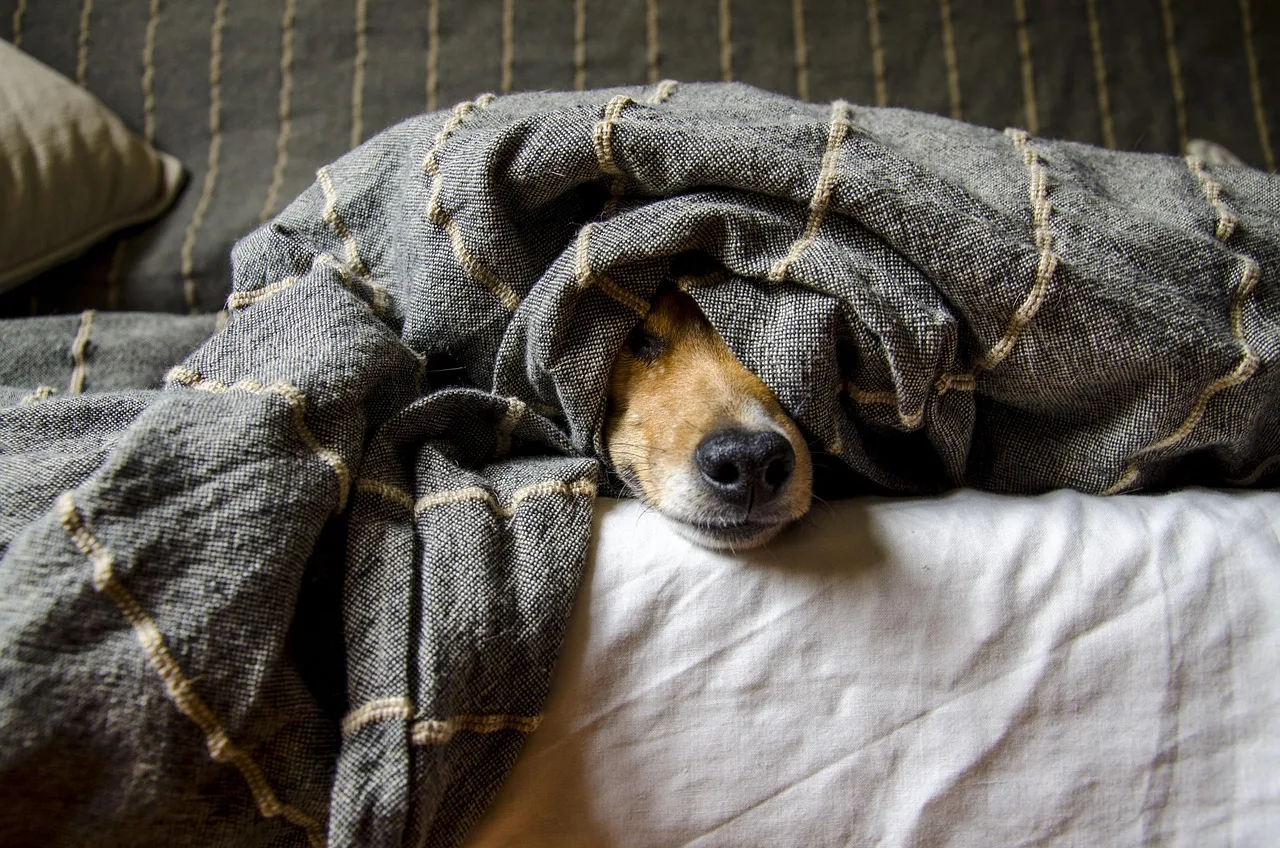 dogs, animals, dog, pet, animal, pets, nature, mammals. Pet sitting tax deductions: what US owners can write off
