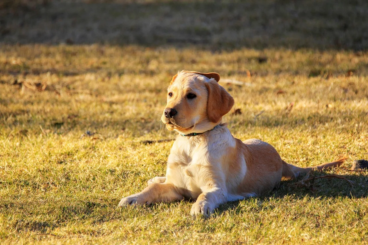 dog, puppy, pet, golden retriever, doggy, animal, pup, young dog, domestic dog, canine, mammal, cute, nature, adorable, outdoors, park, portrait. Pet sitting onboarding checklist for a new sitter's first solo visit